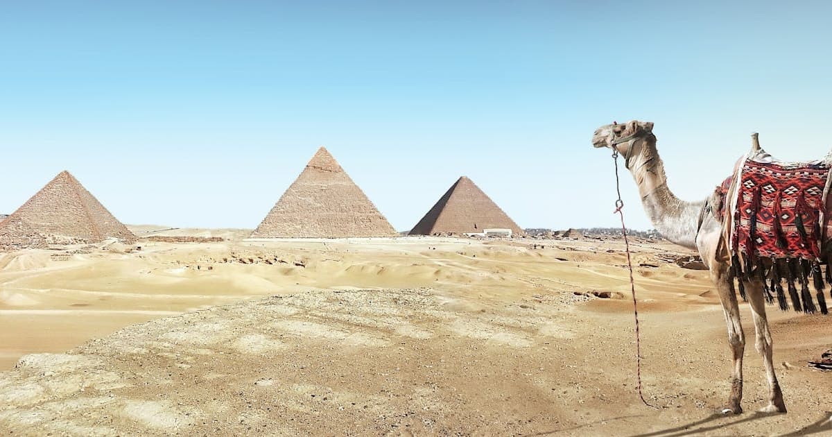 Photo by Simon Berger: https://www.pexels.com/photo/brown-camel-931881/